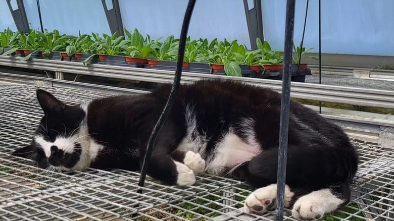 A black and white cat is sleeping in a garden nursery.