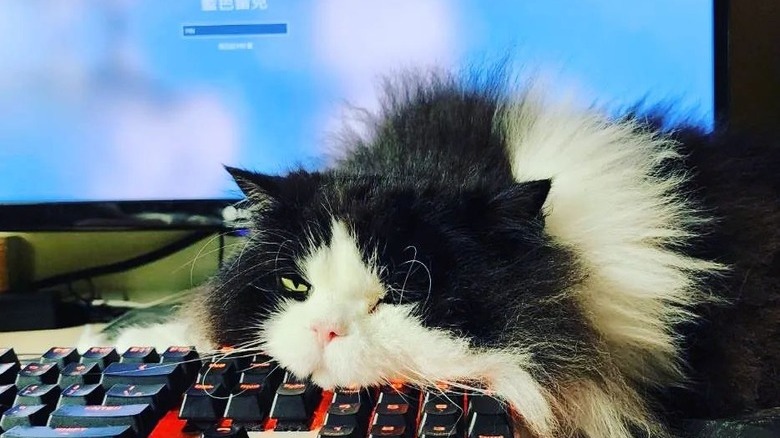 A lazy cat is resting their head on a computer keyboard.
