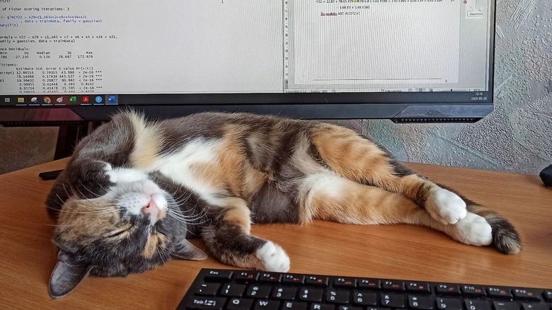 A lazy cat is sleeping in front of a computer monitor.