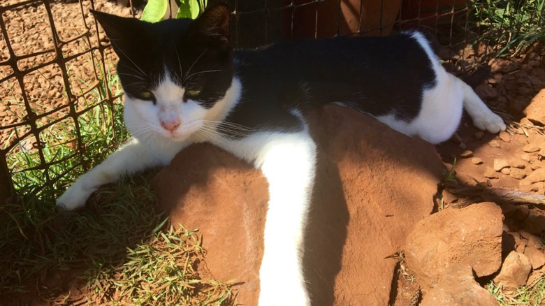 A lazy black and white cat is lounging on a warm rock in the sun.