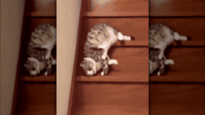 A lazy cat is sliding down the stairs.