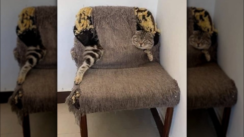 A lazy cat is sleeping inside an upholstered chair that has been clawed.