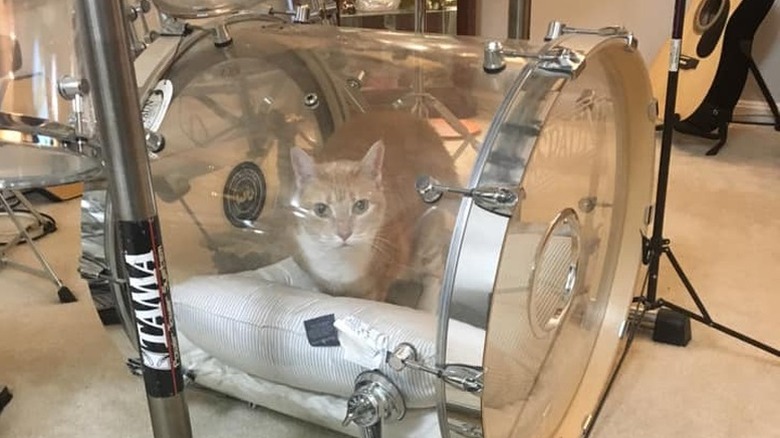 cat sleeping inside bass drum.