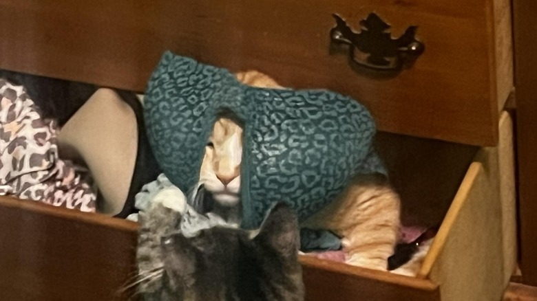 cat gets bra stuck on head.