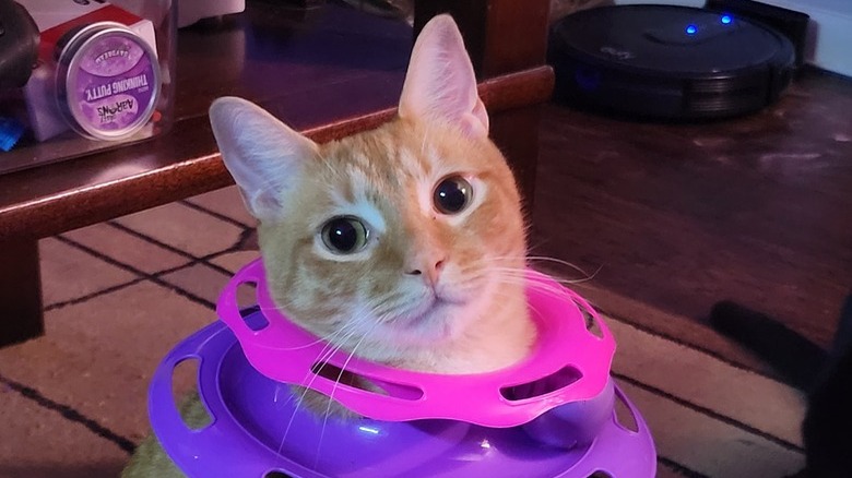 cat gets round spinning toy stuck around neck.