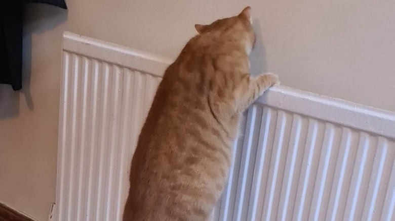 cat climbs onto radiator.