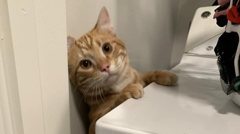 cat stuck behind washing machine.