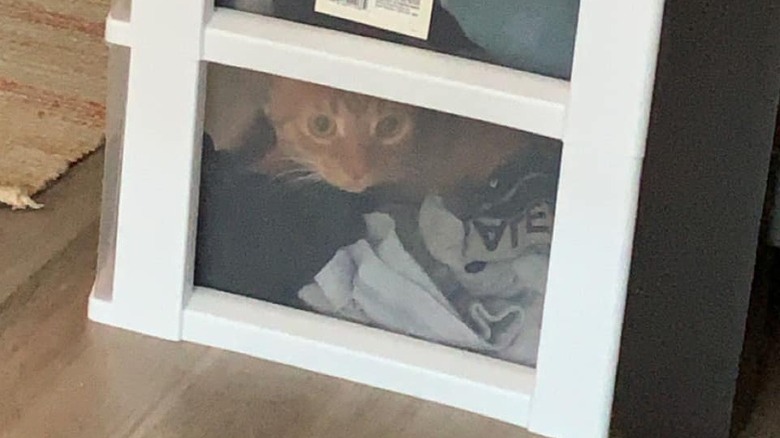 cat gets stuck in plastic bin.