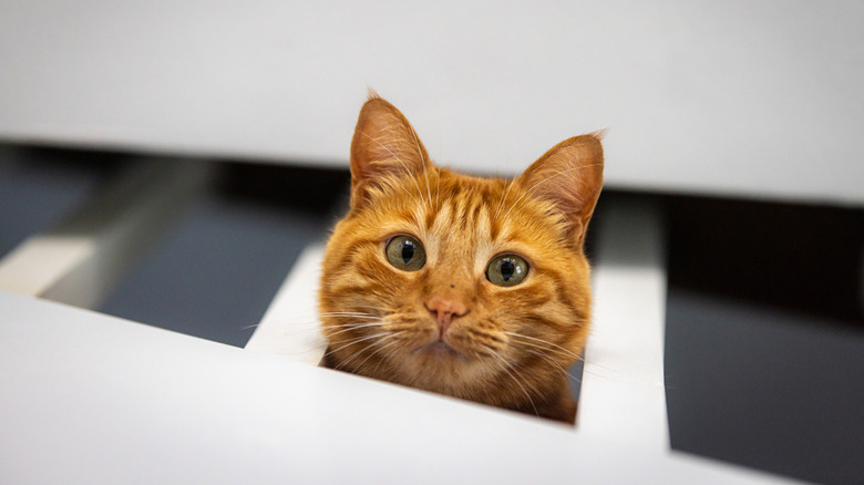 Orange cat peeking through bars