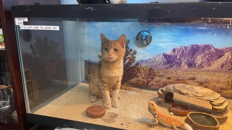 cat climbs into lizard terrarium.