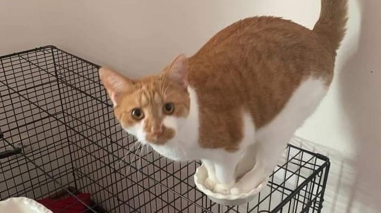 cat tries to climb on dog cage.