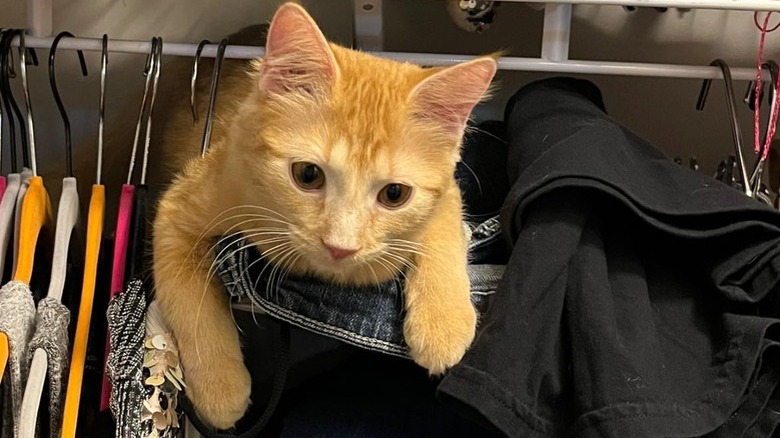 cat climbs on clothes hangers in closet.
