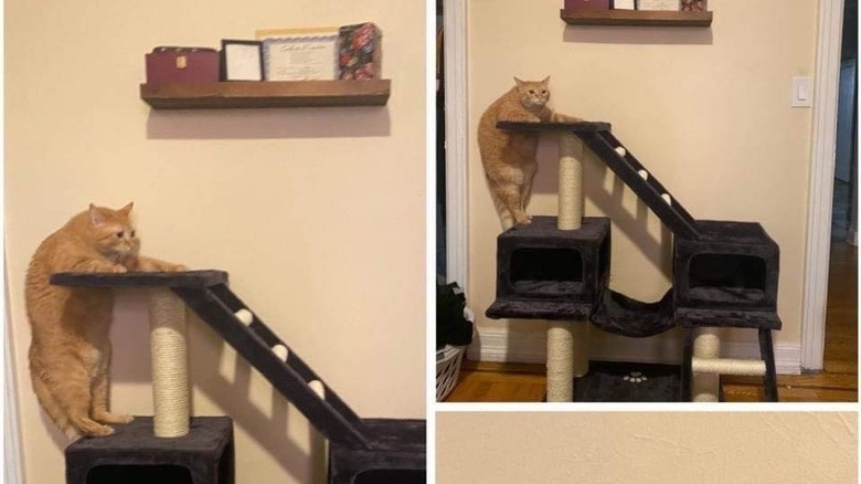 chonky cat struggles with cat tower.