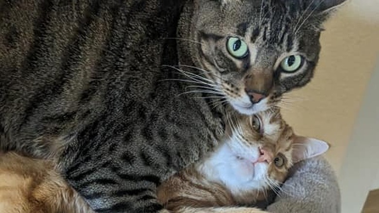 tabby cat pancakes orange cat.