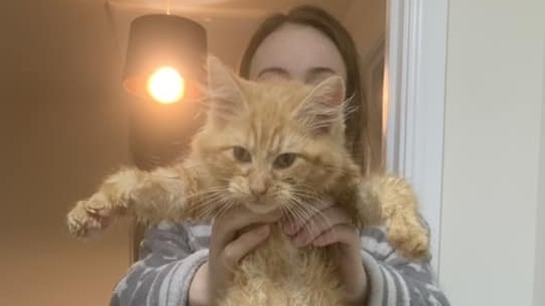cat climbs into woman's bath tub.