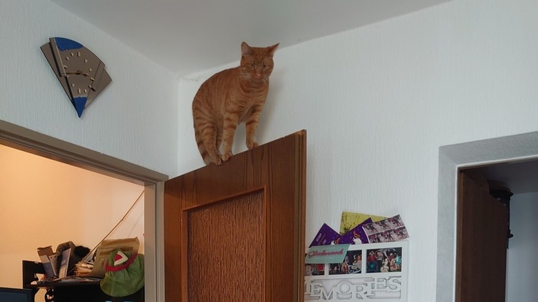 cat climbs onto door.