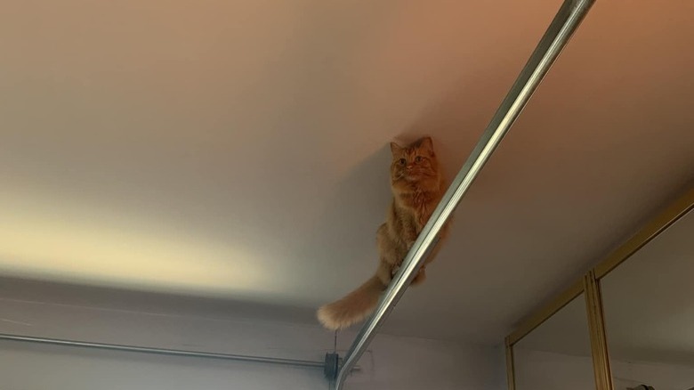 cat climbs onto garage door ceiling rails.