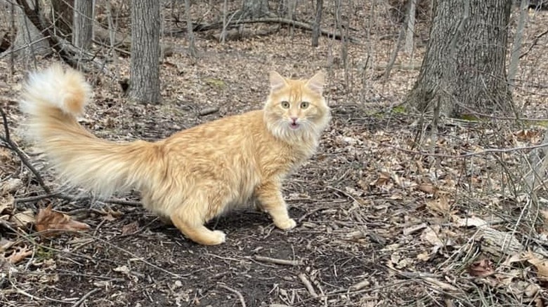 cat's face looks like the shocked emoji.