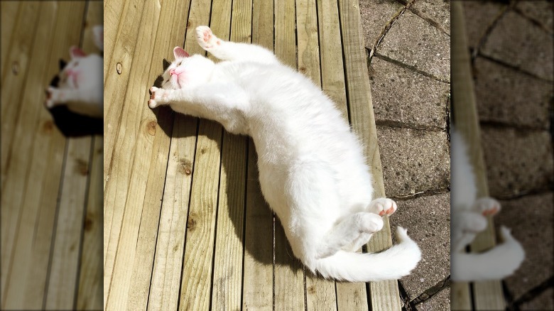 White cat laying in sunny spot on deck shows pink toe beans to sky