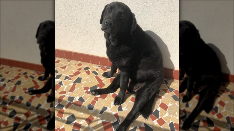 Black Labrador sits in sunny spot on tile floor