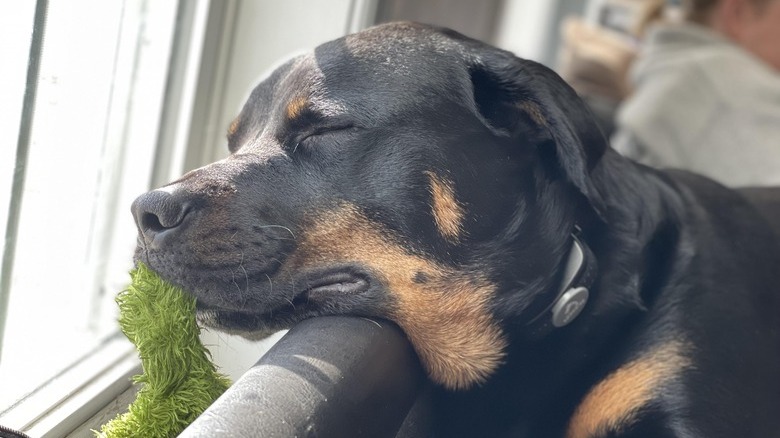 Rottweiler sleeps next to windowsill with toy in mouth