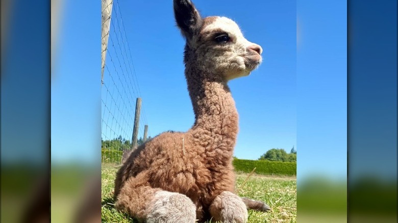 Baby alpaca sits in sunny meadow
