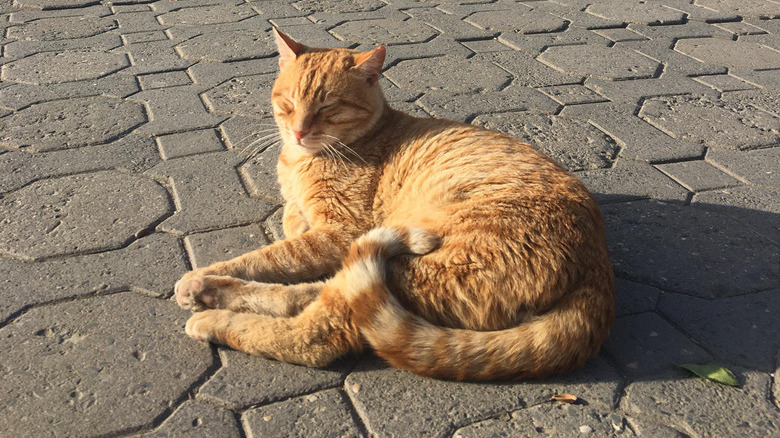 Ginger cat sits in sunny spot on public walkway in Istanbul