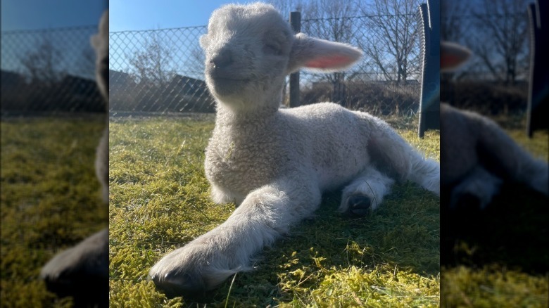 Lamb laying in grass on sunny day