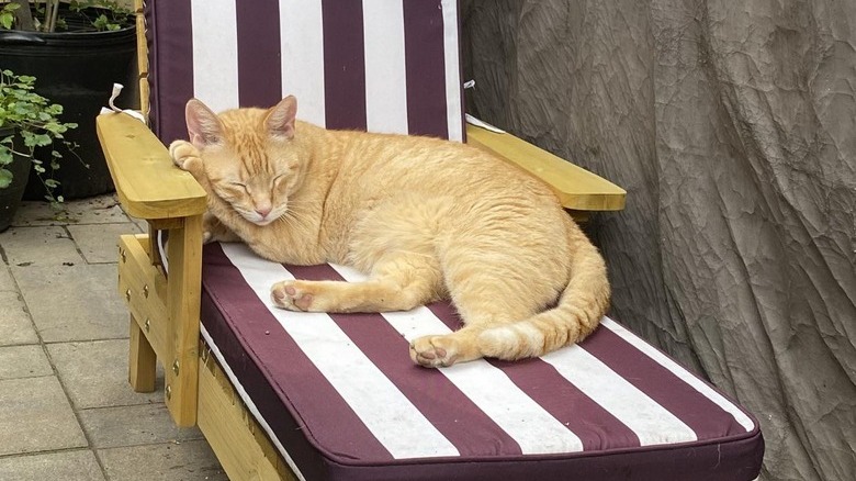 Cat sleeps on miniature sun lounger