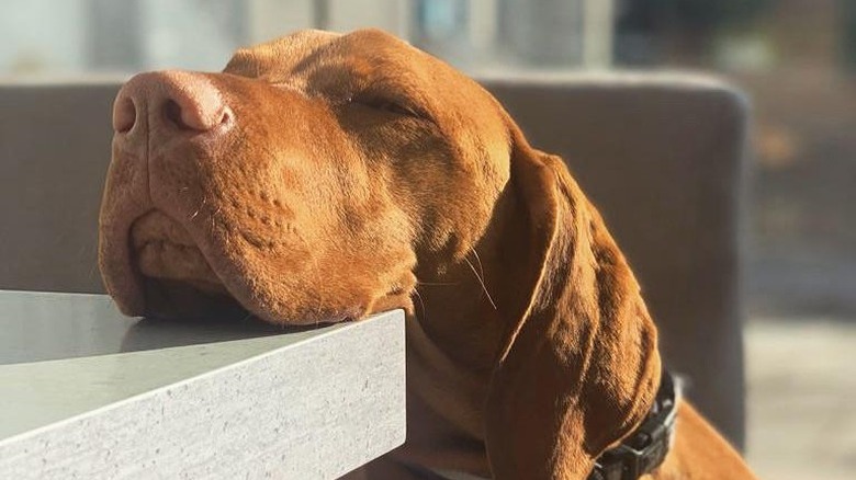 Dog rests head on outdoor table