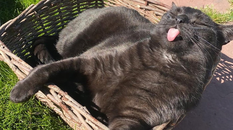 Cat with tongue sticking out lounges in basket on lawn