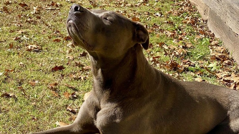Dog lays on lawn with nose lifted in air