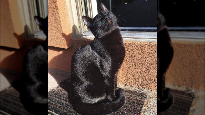 Black cat sits in sunny spot