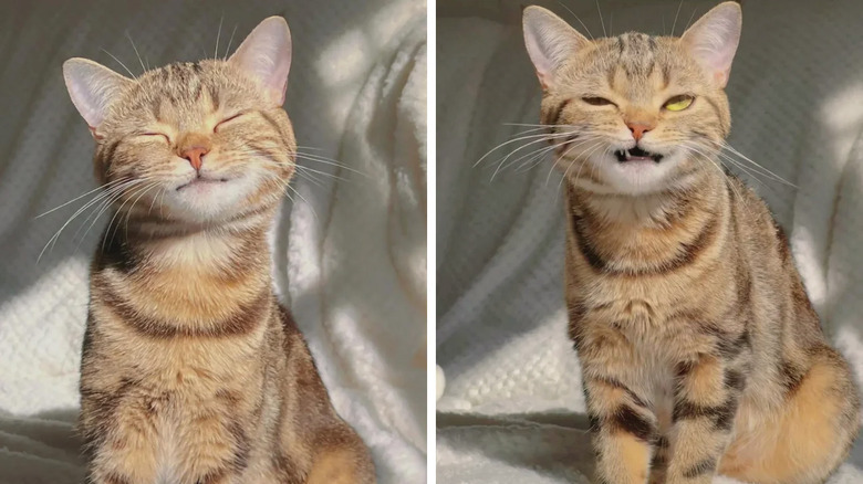 Cat sits on couch in sunny spot