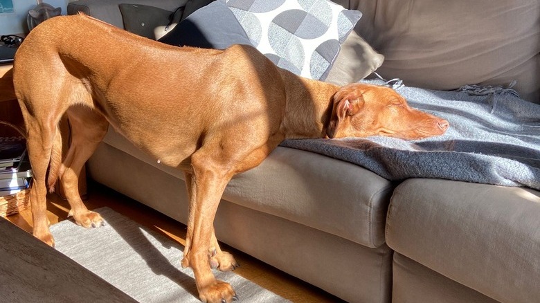 Rhodesian Ridgeback stands in sunny spot with head resting on couch