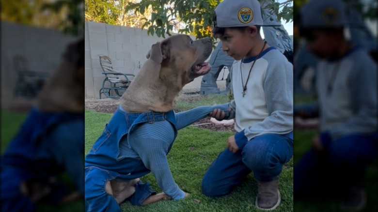 A pit bull in overalls and a blue shirt shaking hands with a young boy outside.