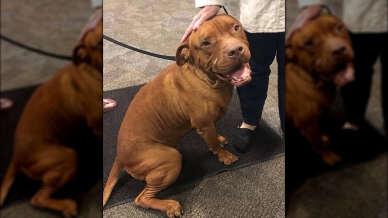 Someone petting a muscular, caramel-colored dog.