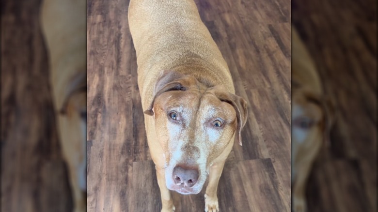 A senior dog with tan fur standing on a wooden floor.