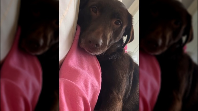 A chocolate-colored Labrador lying on pink blanket.