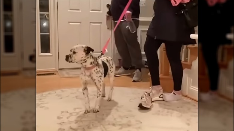 A black-and-white spotted dog wearing a pink collar and leash standing on a rug next to two people.
