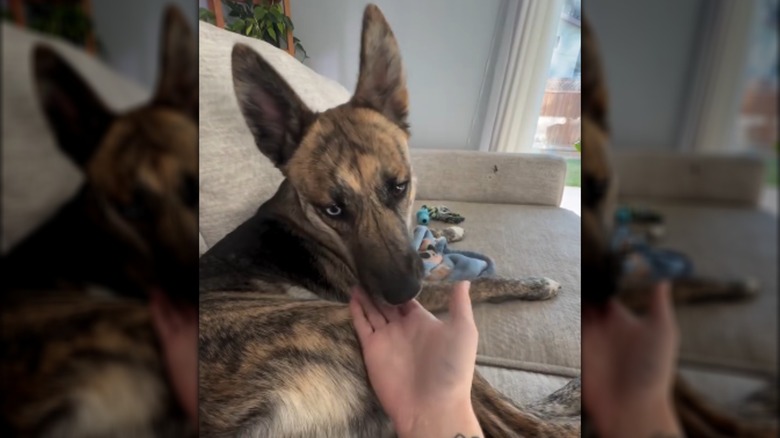 A hand petting a large-eared dog on a couch.