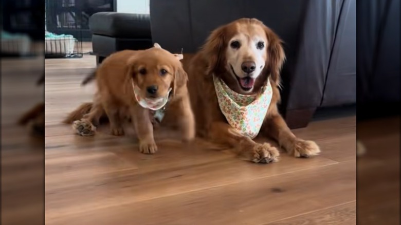 Two golden retrievers, a senior and a puppy, in matching bandanas.