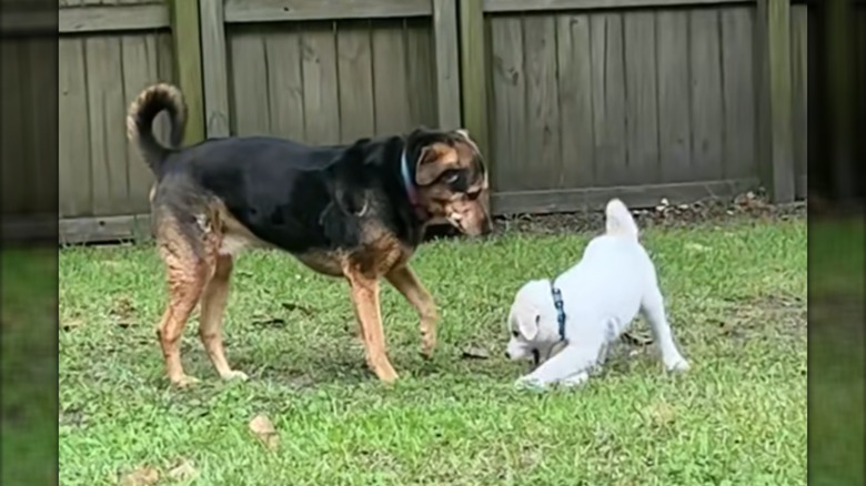 A senior, dark-colored dog playing outtside with a white puppy.
