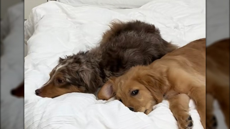 Two dogs lying next to each other on a bed.