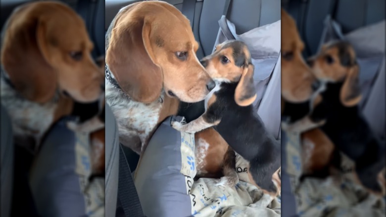 An older beagle seated next to a beagle puppy inside a car.