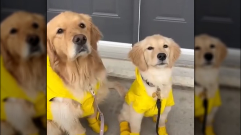 A young golden retriever and a senior one in matching yellow jackets.