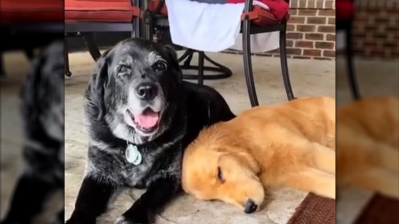 A black dog with spots of gray fur lying next to a small golden retriever.