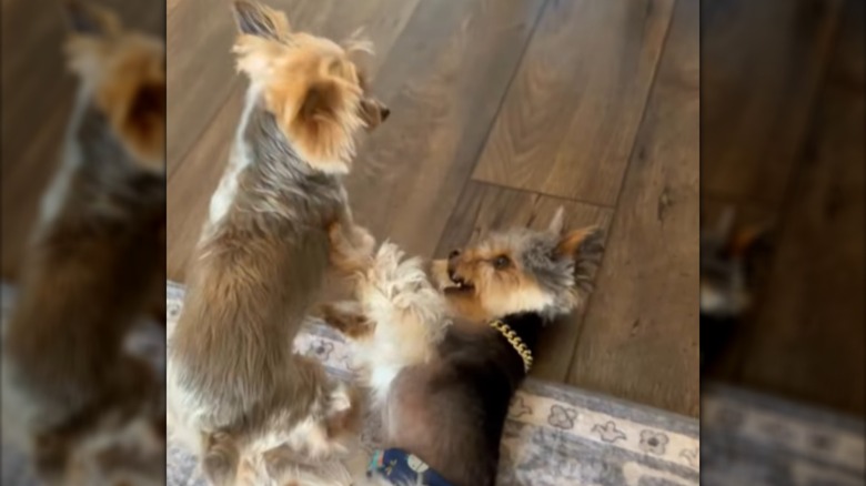 Two small Yorkshire terriers playing indoors.