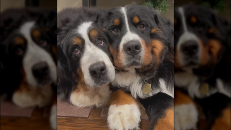 Two Bernese mountain dogs lying next to each other.