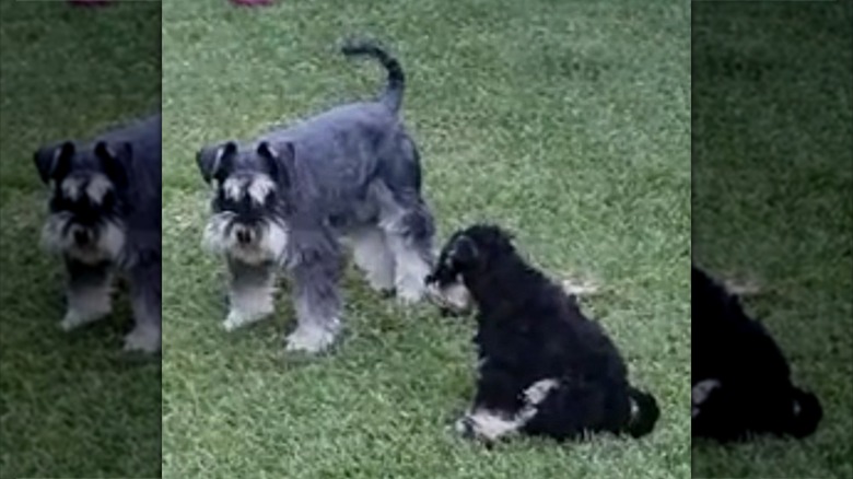 A gray dog standing in grass next to a seated black dog.